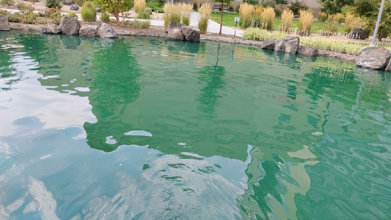 Cleaned backyard pond with water plants in Provo