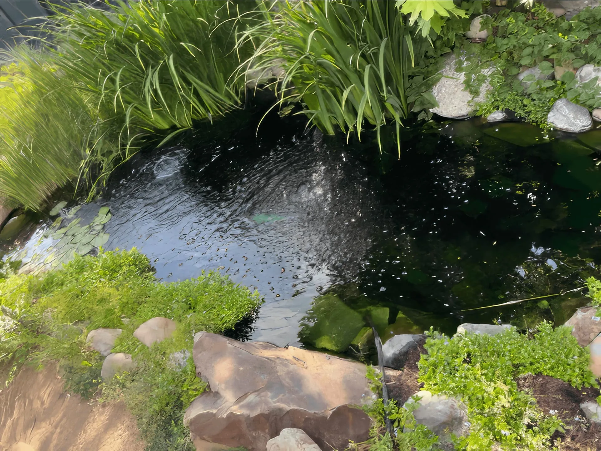 Summer maintenance visit to a Park City water feature with lilies