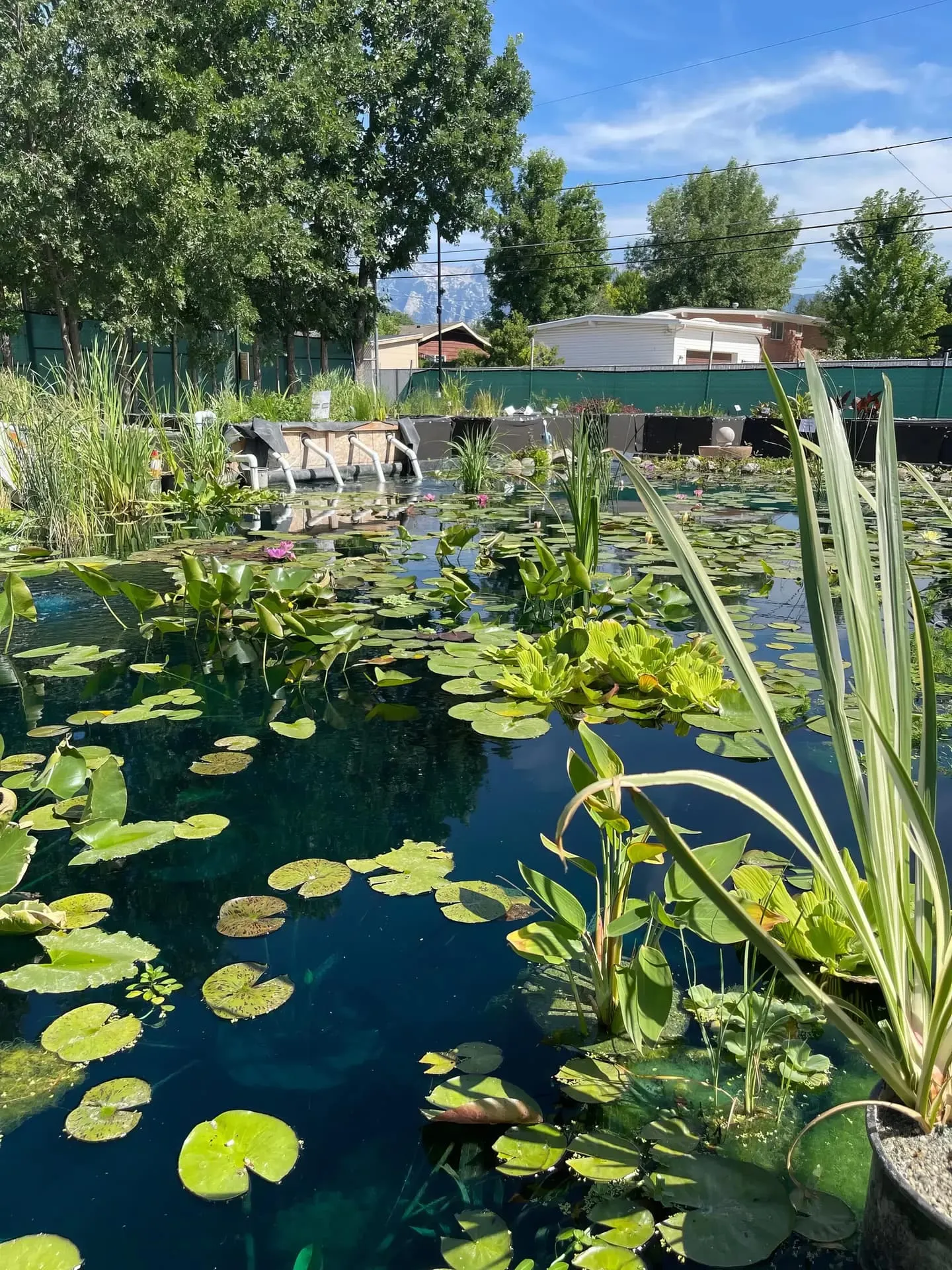 Transform Your Backyard with a Custom Pond