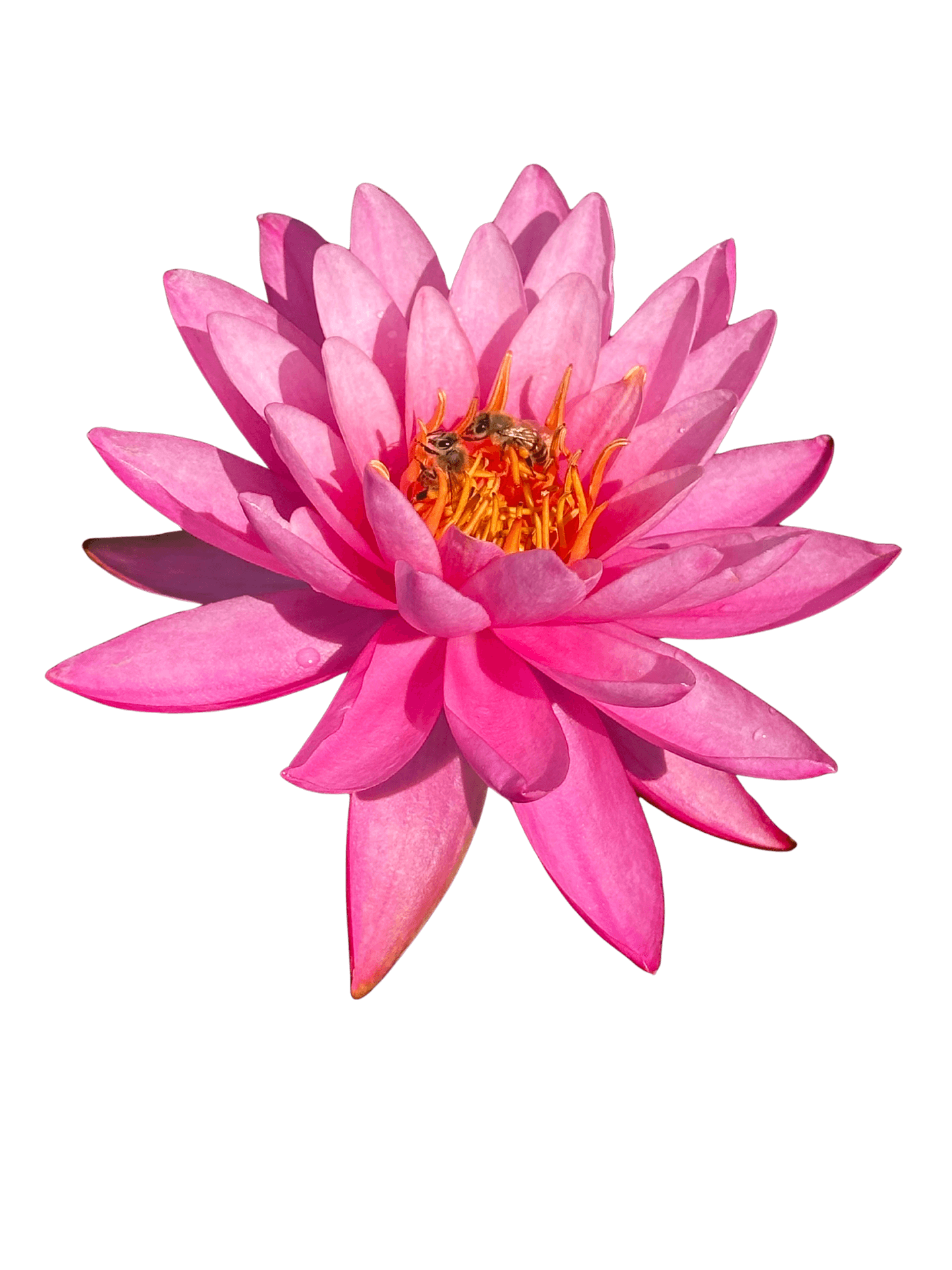 Utah Water Gardens Logo