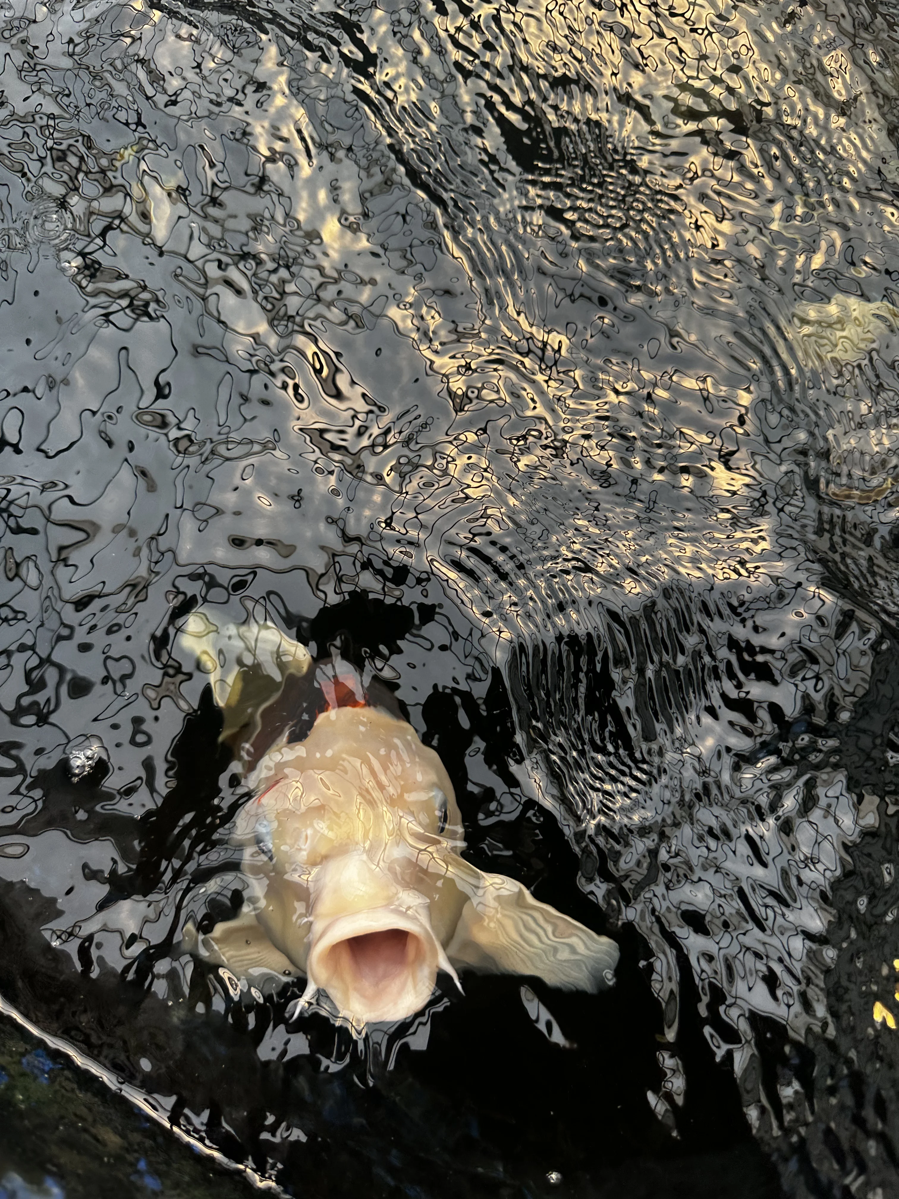 Koi fish 7