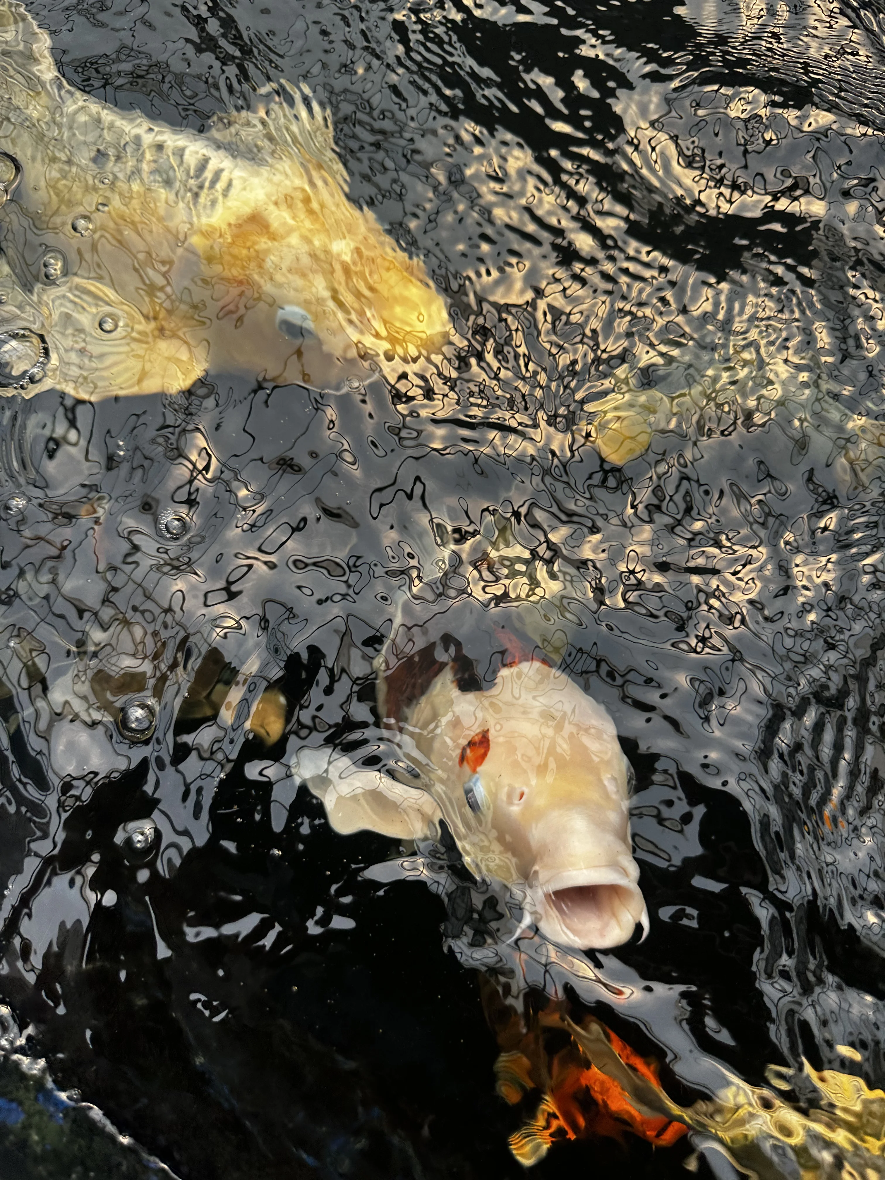 Koi fish 8