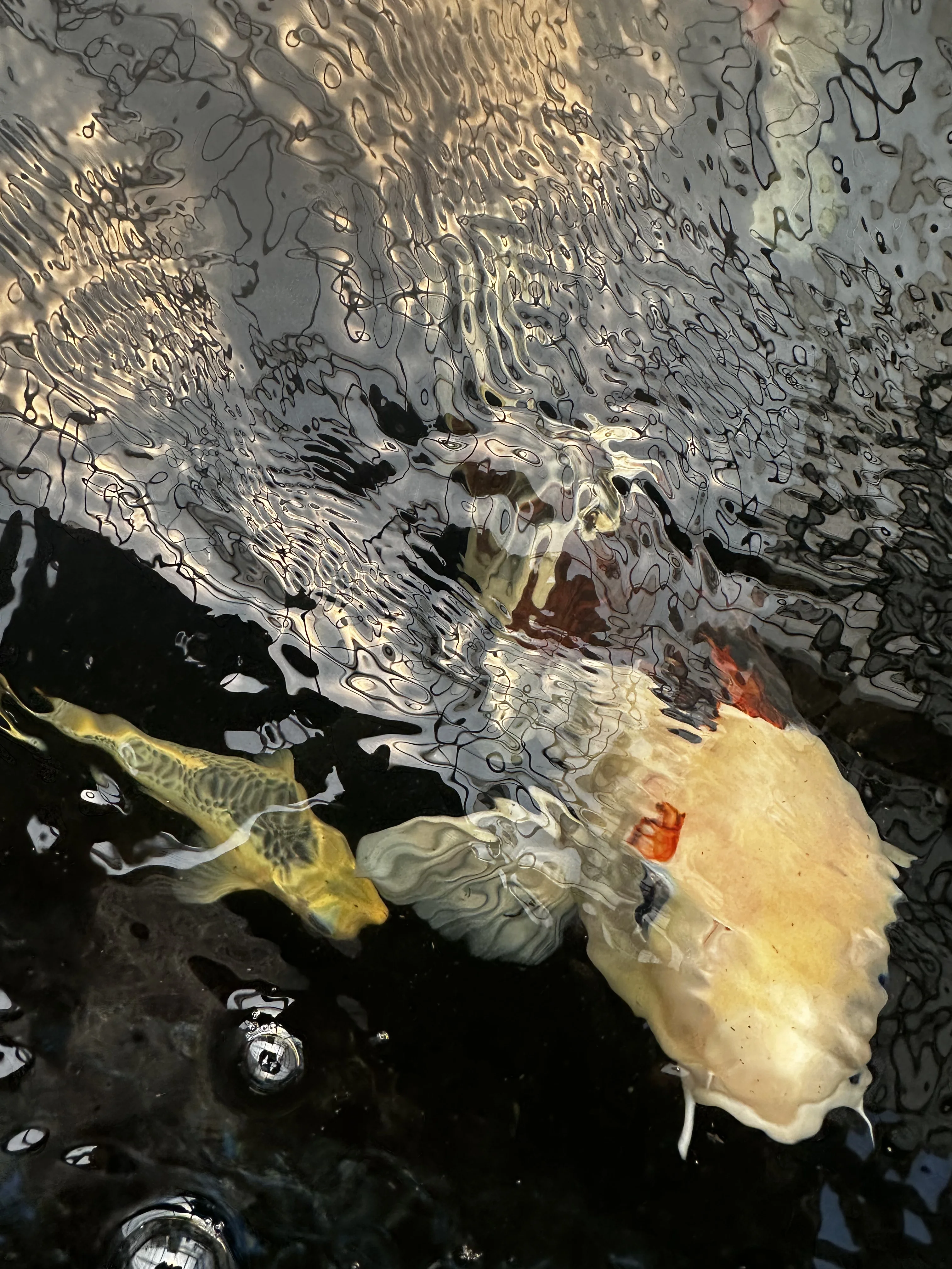 Koi fish 10
