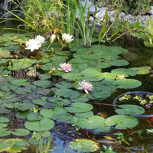 Aquatic Plants Guide