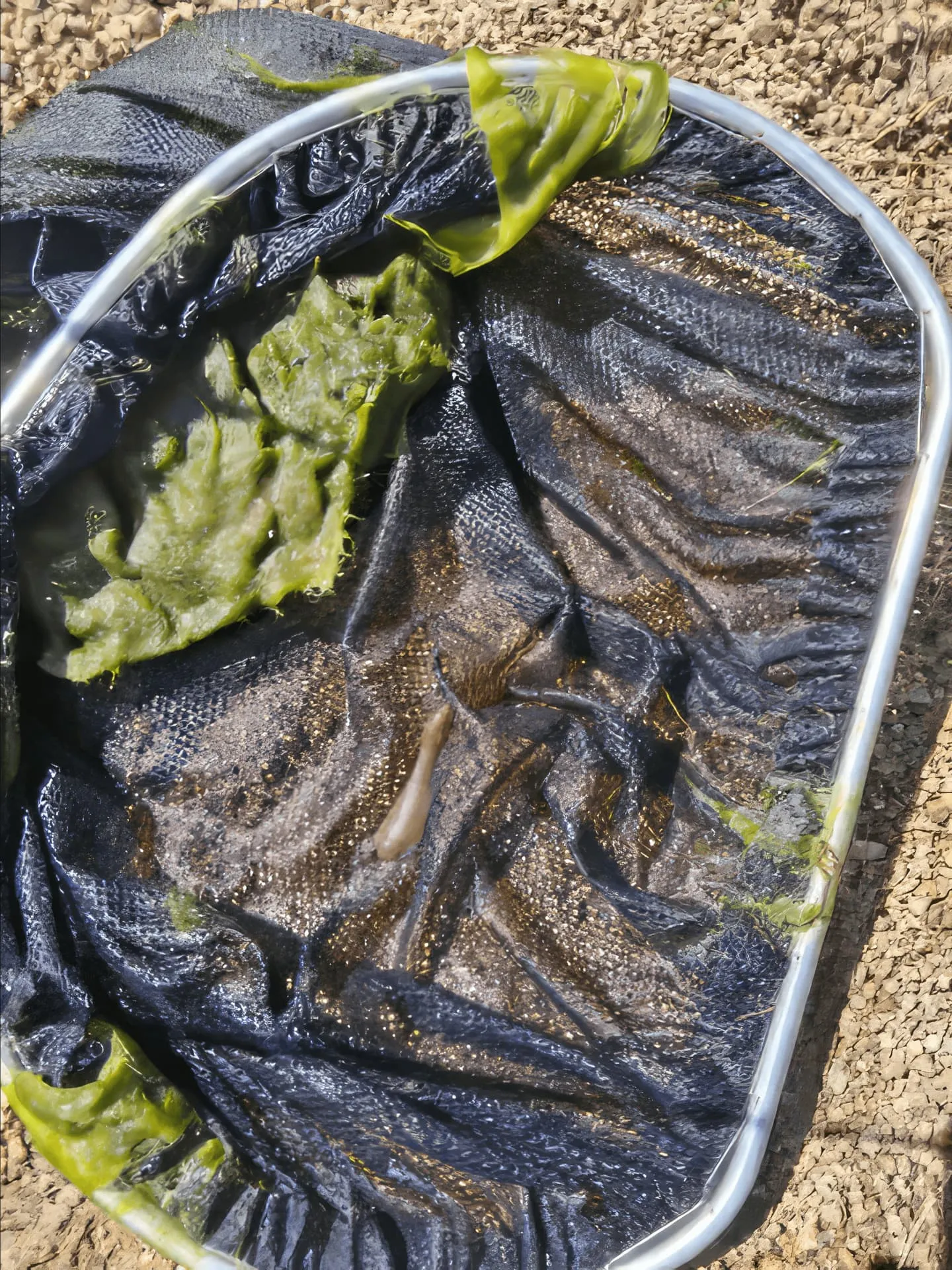 Pond filter mesh with accumulated algae and debris