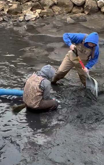 Koi pond vacuuming detail showing sediment removal from the bottom