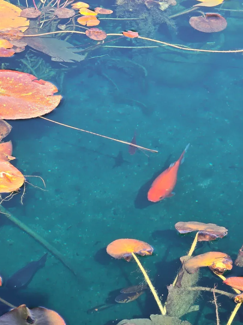 Utah Water Gardens retail showroom with live aquatic plants in display containers